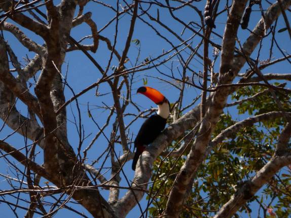 Um tucano nos observa enquanto dirigimos pela Transpantaneira, região de Poconé, no Mato Grosso